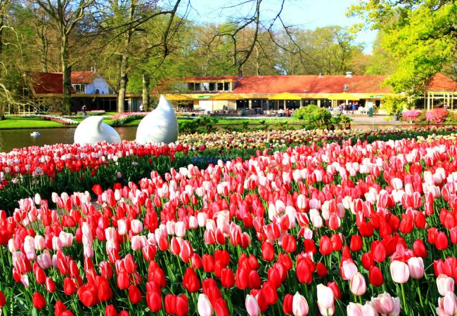 Amsterdam und die Tulpen